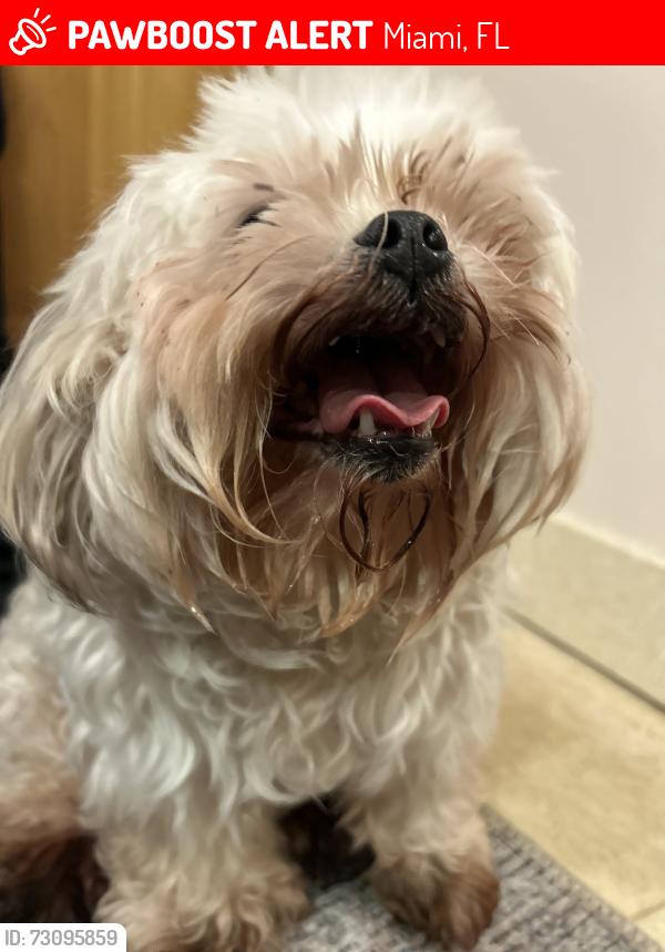 Lost Male Dog last seen Calle Ocho and 15th street, Miami, FL 33135