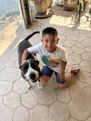 Lost Female Dog last seen Ladybird Lane & Knobhill Rd, Azle, TX 76020