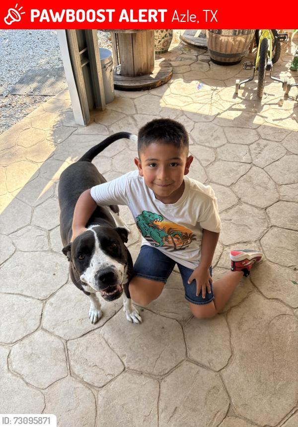 Lost Female Dog last seen Ladybird Lane & Knobhill Rd, Azle, TX 76020