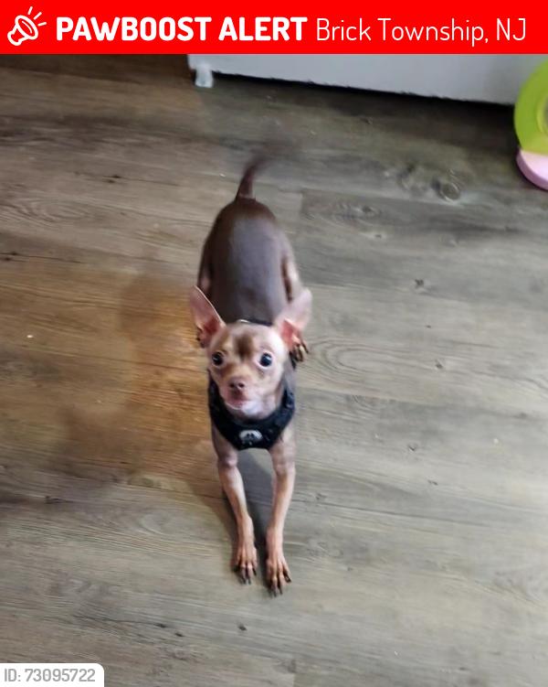 Lost Male Dog last seen Jib & clbh Rd , Brick Township, NJ 08723