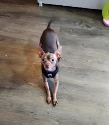 Lost Male Dog last seen Jib & clbh Rd , Brick Township, NJ 08723