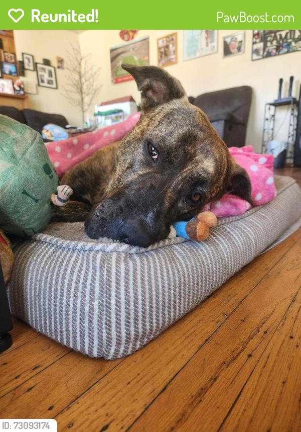 Reunited Female Dog last seen Stevenson and davis, Fremont, CA 94538
