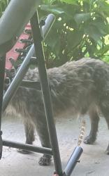 Found/Stray Male Dog last seen Red Sunset Lane and Big Twig Lane, Durham, NC 27703