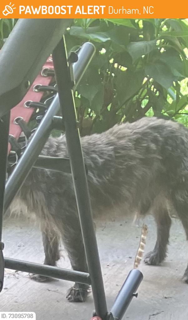 Found/Stray Male Dog last seen Red Sunset Lane and Big Twig Lane, Durham, NC 27703