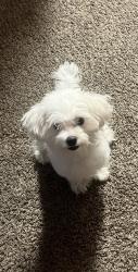 Lost Male Dog last seen Lincoln Park 95376, Tracy, CA 95376