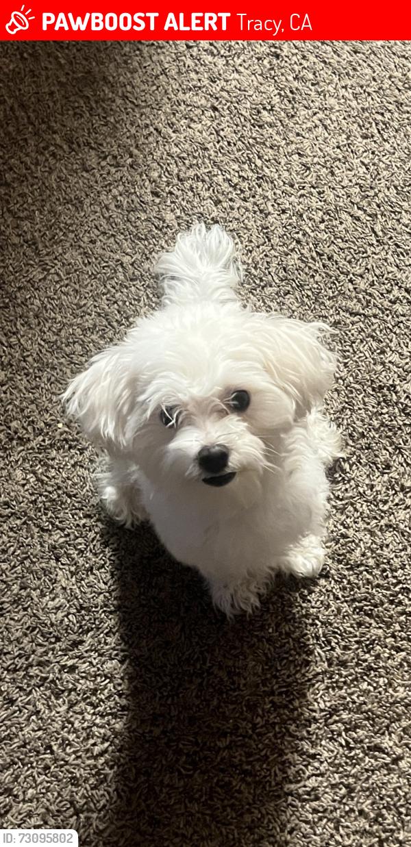 Lost Male Dog last seen Lincoln Park 95376, Tracy, CA 95376