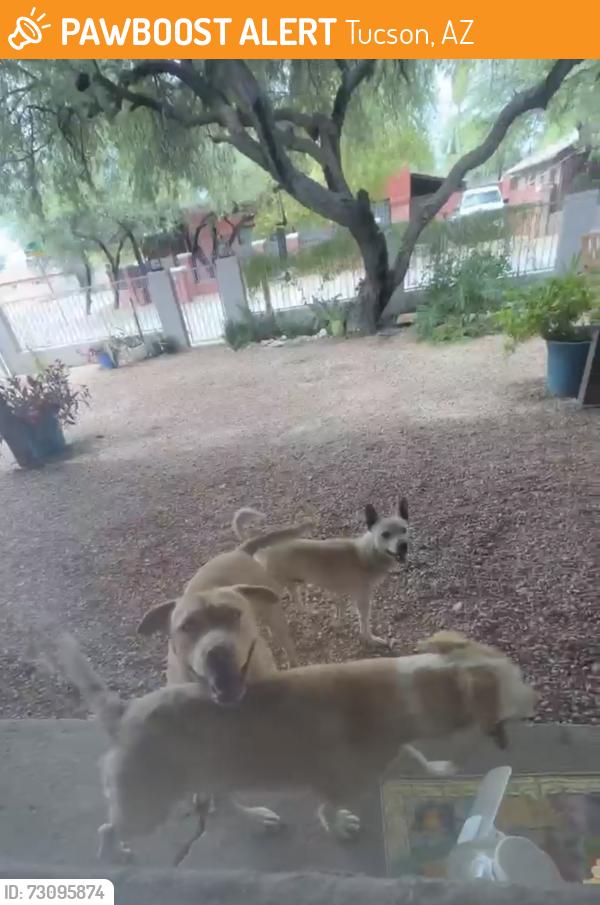 Found/Stray Male Dog last seen Near Ajo, Tucson, AZ 85746