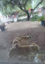 Found/Stray Male Dog last seen Near Ajo, Tucson, AZ 85746