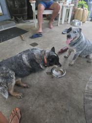 Reunited Male Dog last seen Hwy 58 and Bryant St, Danville, VA 24540
