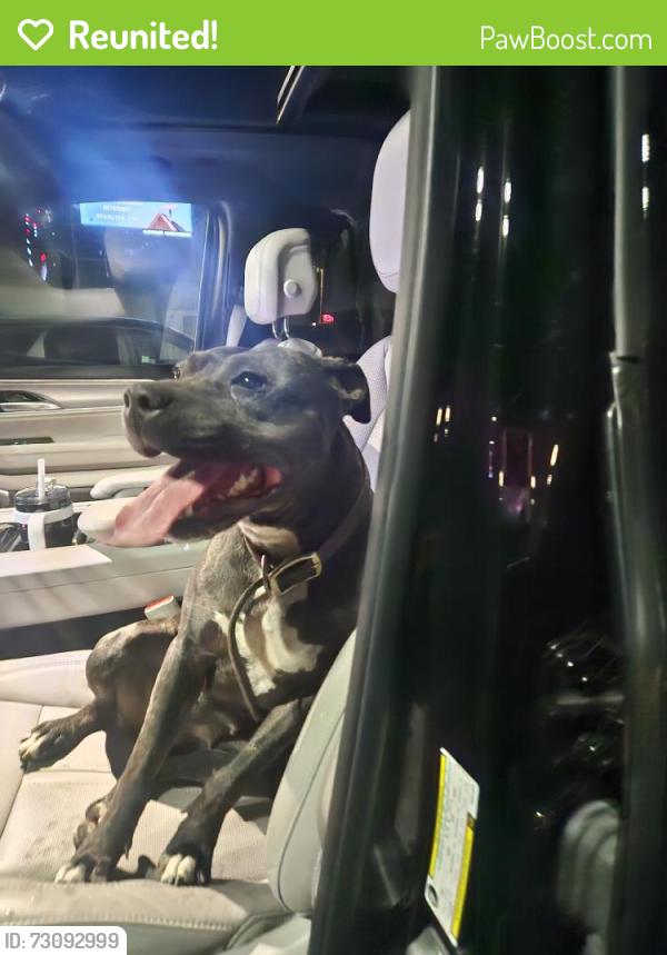 Reunited Female Dog last seen Near Delta Fair Blvd, Antioch, CA 94509, USA, Antioch, CA 94509