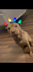 Reunited Female Dog last seen Dawn Lane, Winchester CA 92596., Winchester, CA 92596