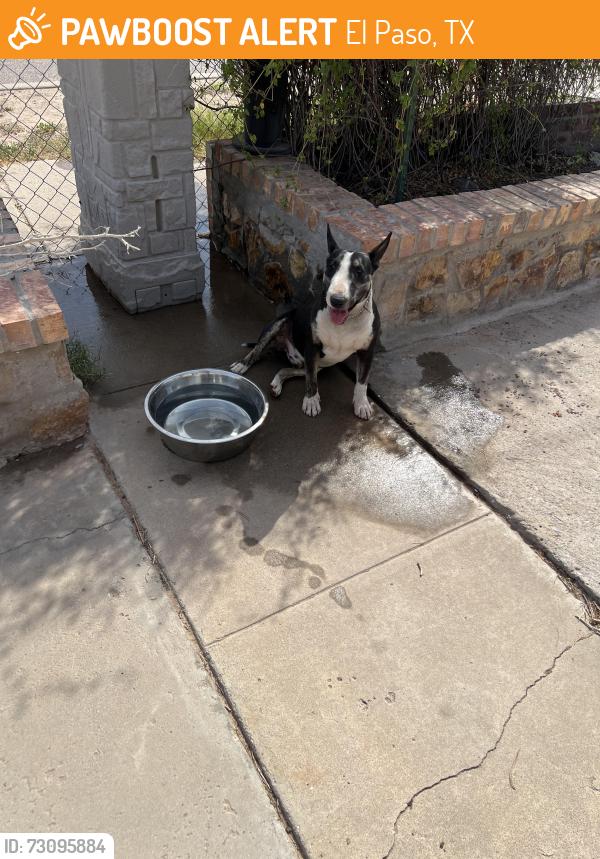 Found/Stray Male Dog last seen Ben Swain, El Paso, TX 79915