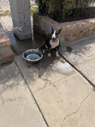Found/Stray Male Dog last seen Ben Swain, El Paso, TX 79915