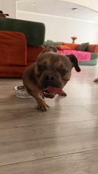 Found/Stray Male Dog last seen Ace auto & tire, Mesquite, TX 75150