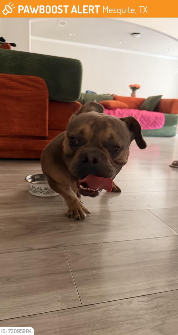Found/Stray Male Dog last seen Ace auto & tire, Mesquite, TX 75150