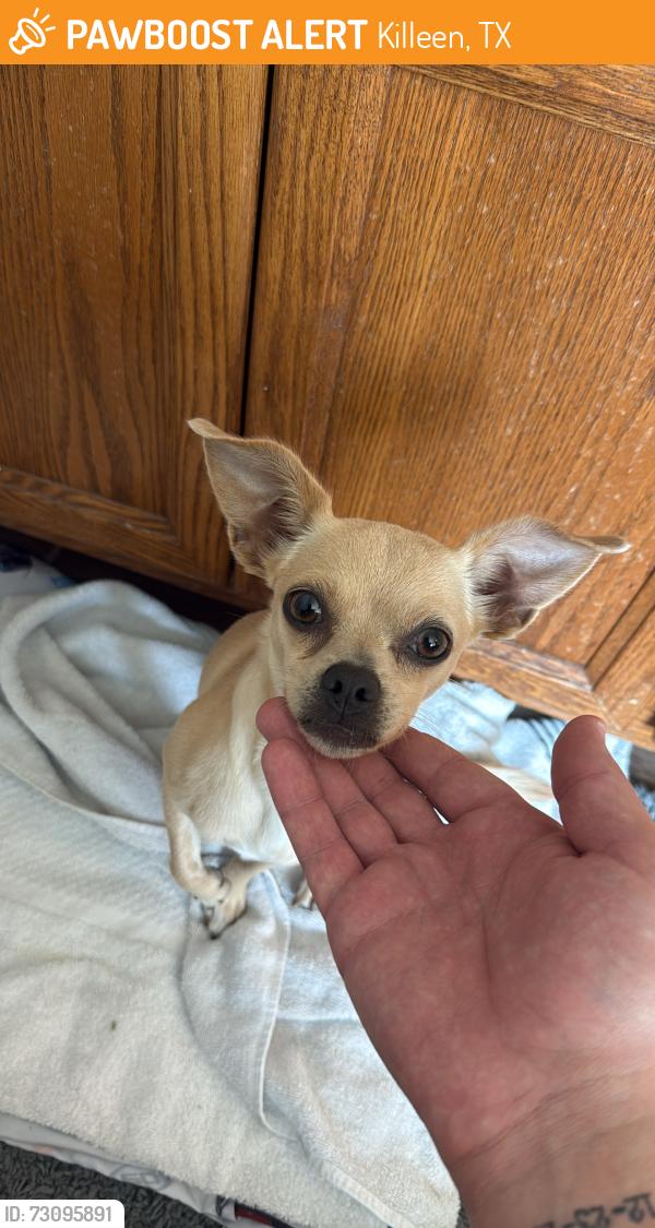 Found/Stray Female Dog last seen Bunny trail and Stan schleuter, Killeen, TX 76549