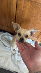 Found/Stray Female Dog last seen Bunny trail and Stan schleuter, Killeen, TX 76549