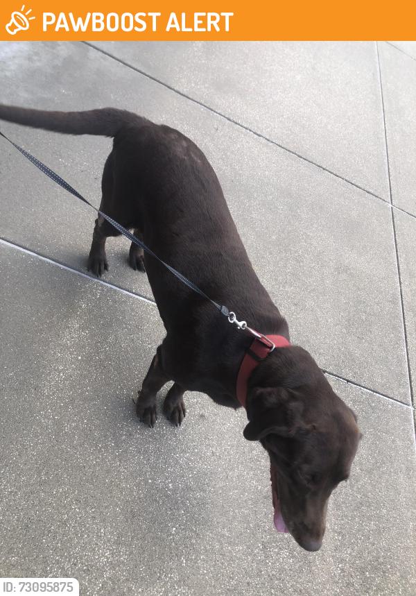 Found/Stray Female Dog last seen 98, Lyndell, Panama City Beach, FL 32407