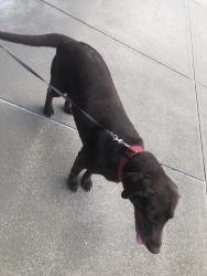 Found/Stray Female Dog last seen 98, Lyndell, Panama City Beach, FL 32407