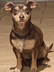 Reunited Female Dog last seen East Ave I & 15th Street East, Lancaster, CA 93535