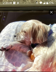 Reunited Unknown Dog last seen Wynkoop Circle and Ackerman , Port Charlotte, FL 33948