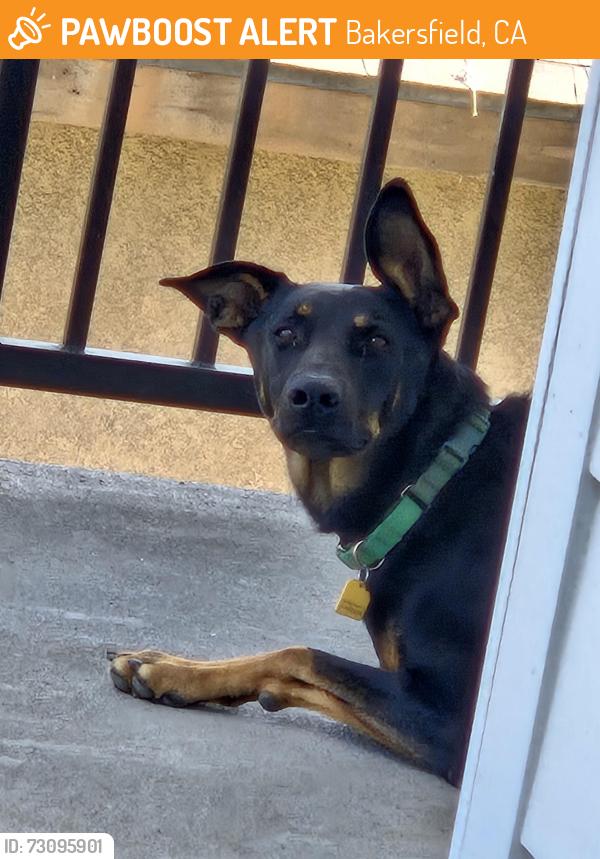 Found/Stray Female Dog last seen Baker and Union Cemetary, Bakersfield, CA 93307