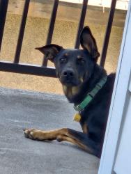 Found/Stray Female Dog last seen Baker and Union Cemetary, Bakersfield, CA 93307
