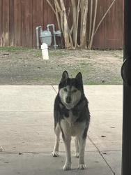 Lost Male Dog last seen Dorchester & yeager, Dallas, TX 75218