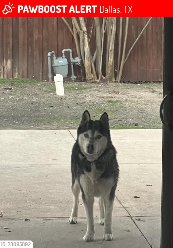 Lost Male Dog last seen Dorchester & yeager, Dallas, TX 75218