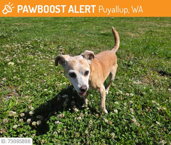 Found/Stray Female Dog last seen 112th ave, Puyallup, WA 98373