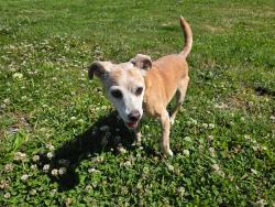 Found/Stray Female Dog last seen 112th ave, Puyallup, WA 98373