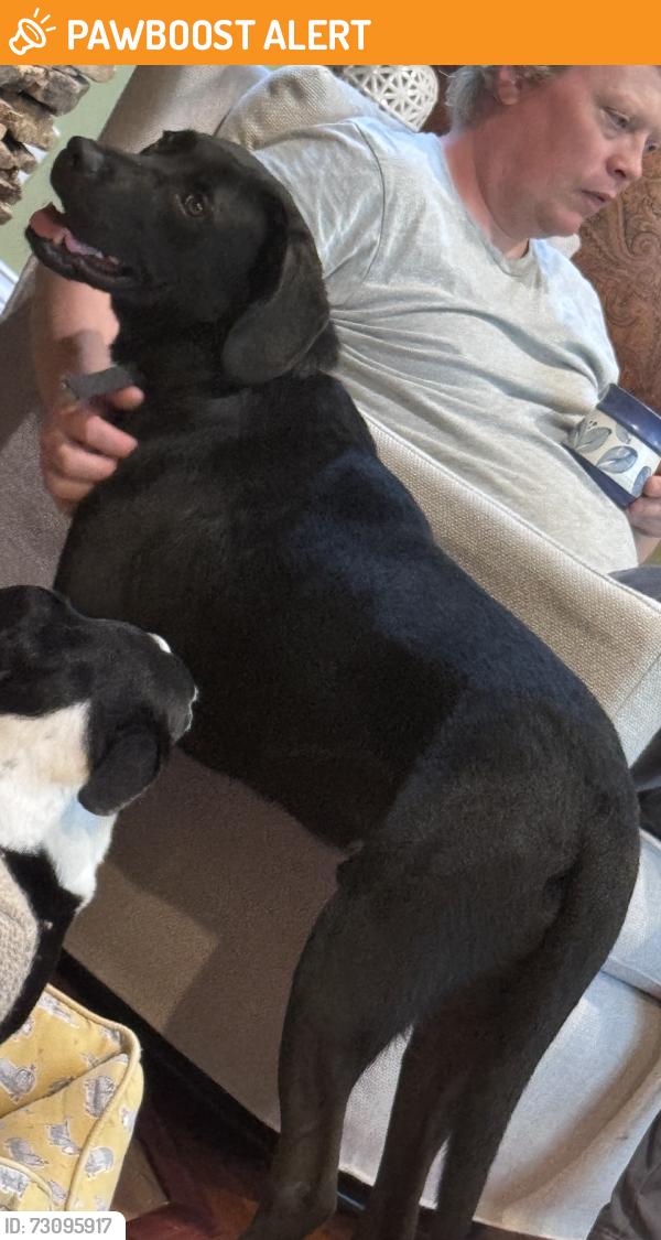Found/Stray Male Dog last seen Hwy 58, Hamilton County, TN 37341