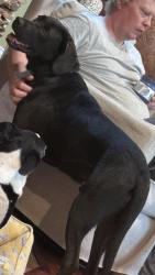 Found/Stray Male Dog last seen Hwy 58, Hamilton County, TN 37341