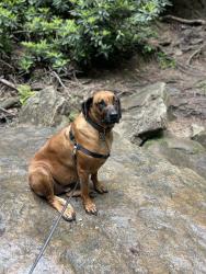Reunited Male Dog last seen Weidner Lane and Wilson Dr, Ooltewah, TN 37363