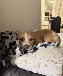 Reunited Female Dog last seen Cowan Rd, Acworth, GA 30101