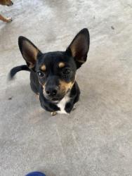 Lost Male Dog last seen White cliff Drive and Oak Limb, Houston, TX 77065