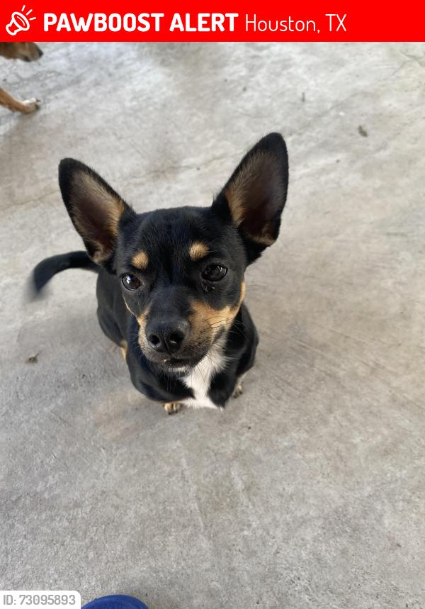 Lost Male Dog last seen White cliff Drive and Oak Limb, Houston, TX 77065