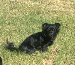 Reunited Female Dog last seen Cedarview & Plateau, Cedar Hill, TX 75104