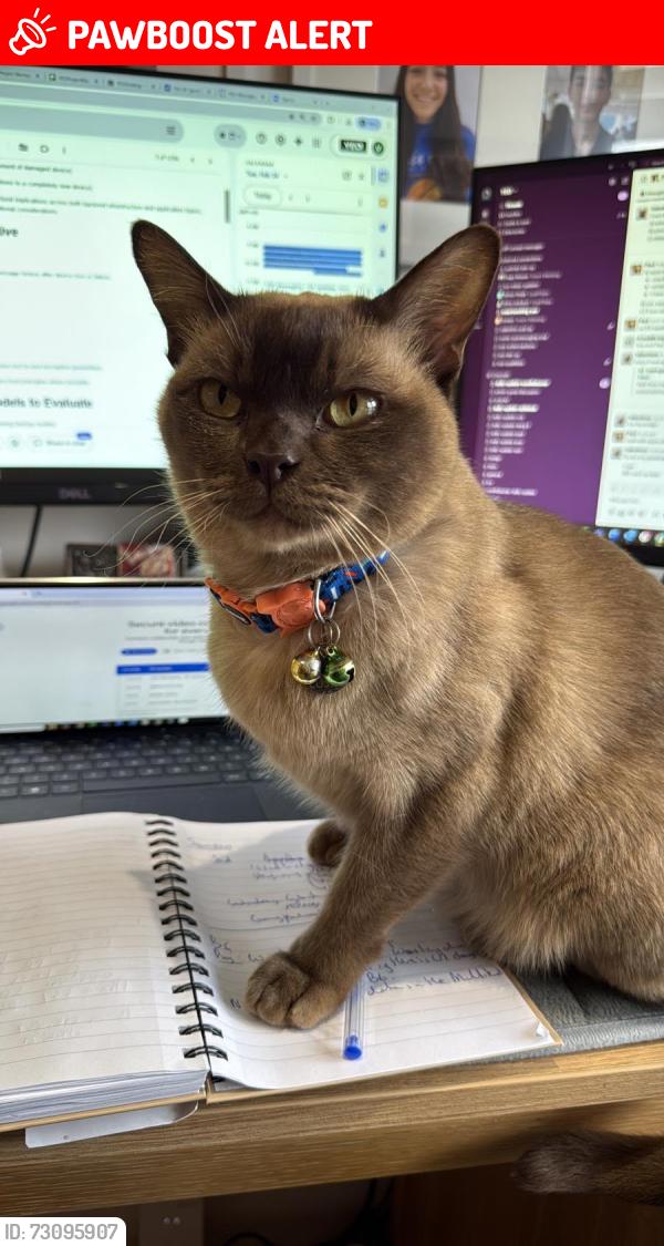 Lost Male Cat last seen Richmond upon Thames school, Greater London, England TW2