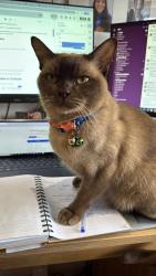 Lost Male Cat last seen Richmond upon Thames school, Greater London, England TW2