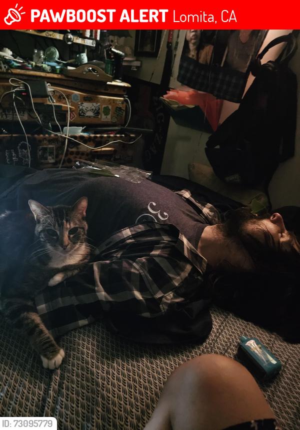 Lost Female Cat last seen WESTERN AVENUE AND LOMITA BLVD, Lomita, CA 90717