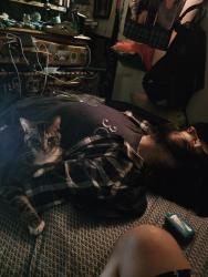 Lost Female Cat last seen WESTERN AVENUE AND LOMITA BLVD, Lomita, CA 90717