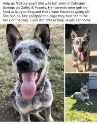Reunited Female Dog last seen North Union & Mirage Dr, Colorado Springs, CO 80920