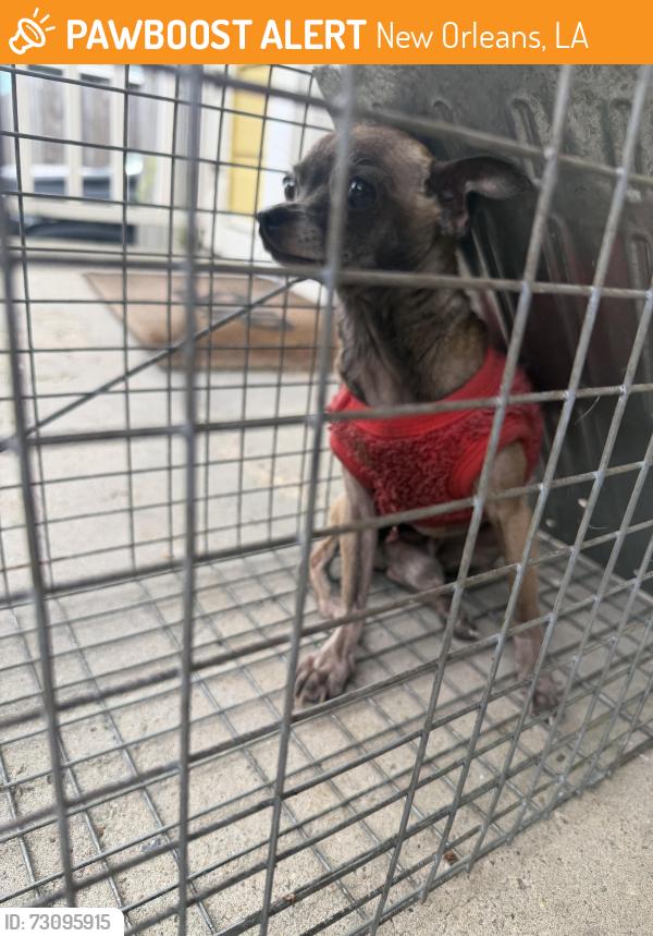 Found/Stray Male Dog last seen Simon Bolivar & Martin Luther King, New Orleans, LA 70113