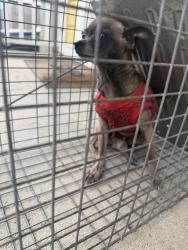 Found/Stray Male Dog last seen Simon Bolivar & Martin Luther King, New Orleans, LA 70113