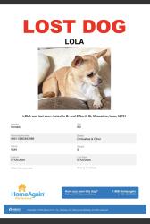 Lost Female Dog last seen Letaville Fruitland Roas, Muscatine, IA 52761