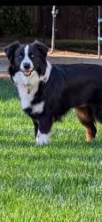 Reunited Female Dog last seen Olive/Temperance, Fresno, CA 93737