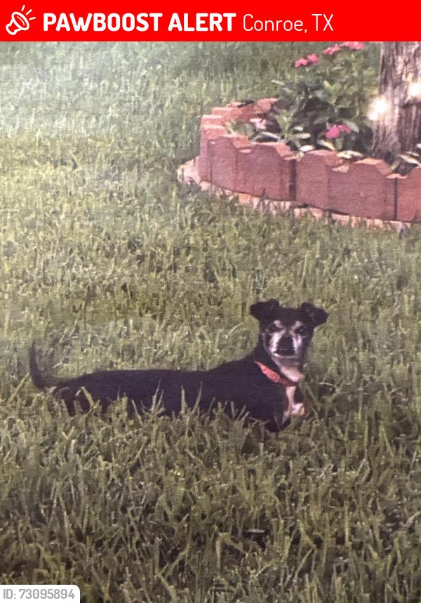 Lost Male Dog last seen Arbor Place, Conroe, TX 77303