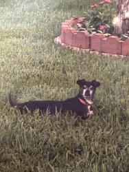 Lost Male Dog last seen Arbor Place, Conroe, TX 77303