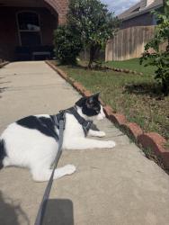 Lost Male Cat last seen Near Ann Arbor ln, Denton, TX 76207